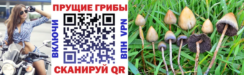 купить сайты Павловский Посад Галлюциногенные грибы Psilocybine cubensis